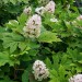 Oakleaf Hydrangea
